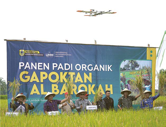 UNTUK MASYARAKAT: Panen Padi Organik oleh sivitas akademika UMM bersama Wamendiktisaintek RI Prof Dr Fauzan MPd dan Wakil Bupati Bondowoso di lahan pertanian organik daerah Bondowoso.