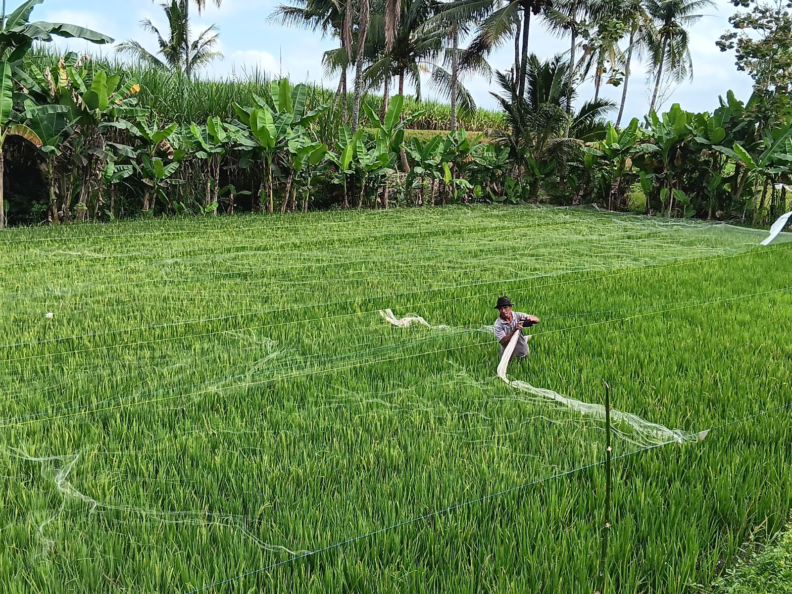 JAGA PRODUKSI: Seorang petani di Dusun Sumberkreco, Desa Sidomulyo, Kecamatan Jabung memasang jaring untuk melindungi padi agar tidak terserang hama burung kemarin (16/7)