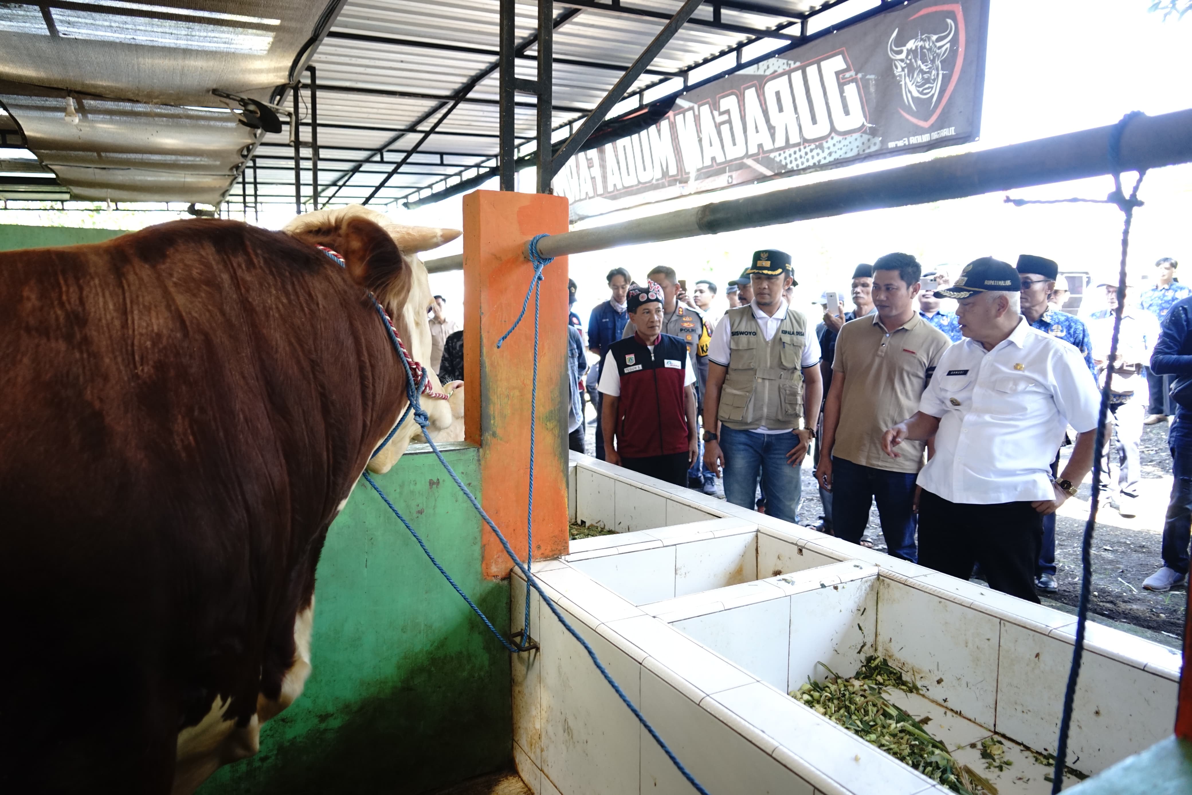 HARUS SEHAT: Bupati Malang bersama rombongan saat melakukan kunjungan ke unit penggemukan sapi di Desa Girimulyo.