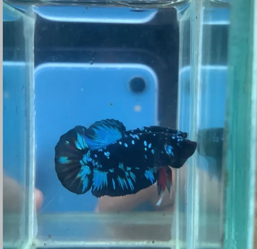 MENAWAN: Ikan cupang menjadi andalan untuk hewan peliharaan anak mahasiswa di kosnya.
