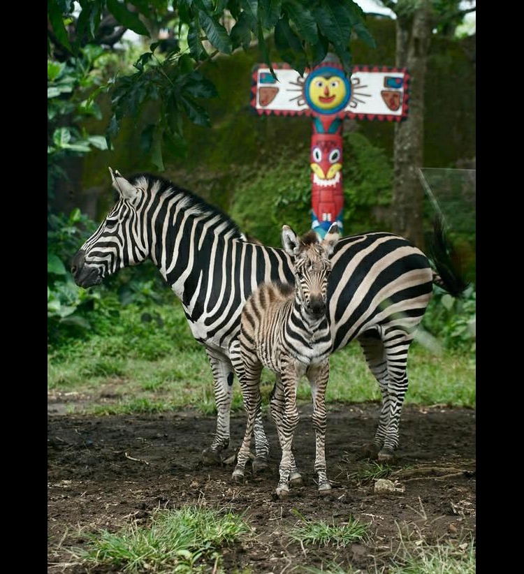PERLU DIKUNJUNGI: Batu Secret Zoo, salah satu rekomendasi wisata satwa yang wajib kamu kunjungi