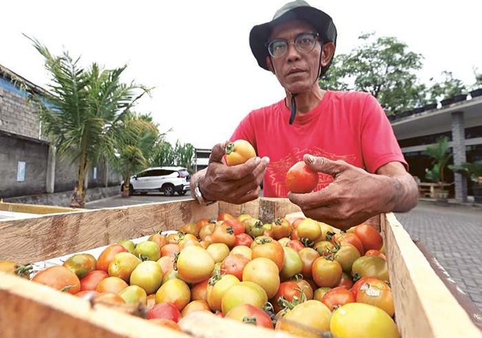 AKIBAT CUACA: Seorang petani di Desa Kepuharjo, Kecamatan Karangploso menunjukkan tomat yang baru saja dipanen, Jumat lalu (25/7).