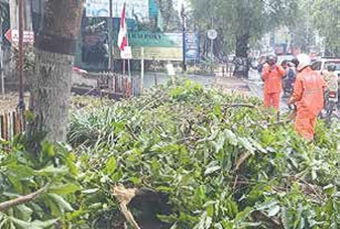 AKIBAT ANGIN KENCANG: Petugas BPBD Kota Malang melakukan evakuasi pohon yang tumbang di Jalan Ahmad Yani kemarin.