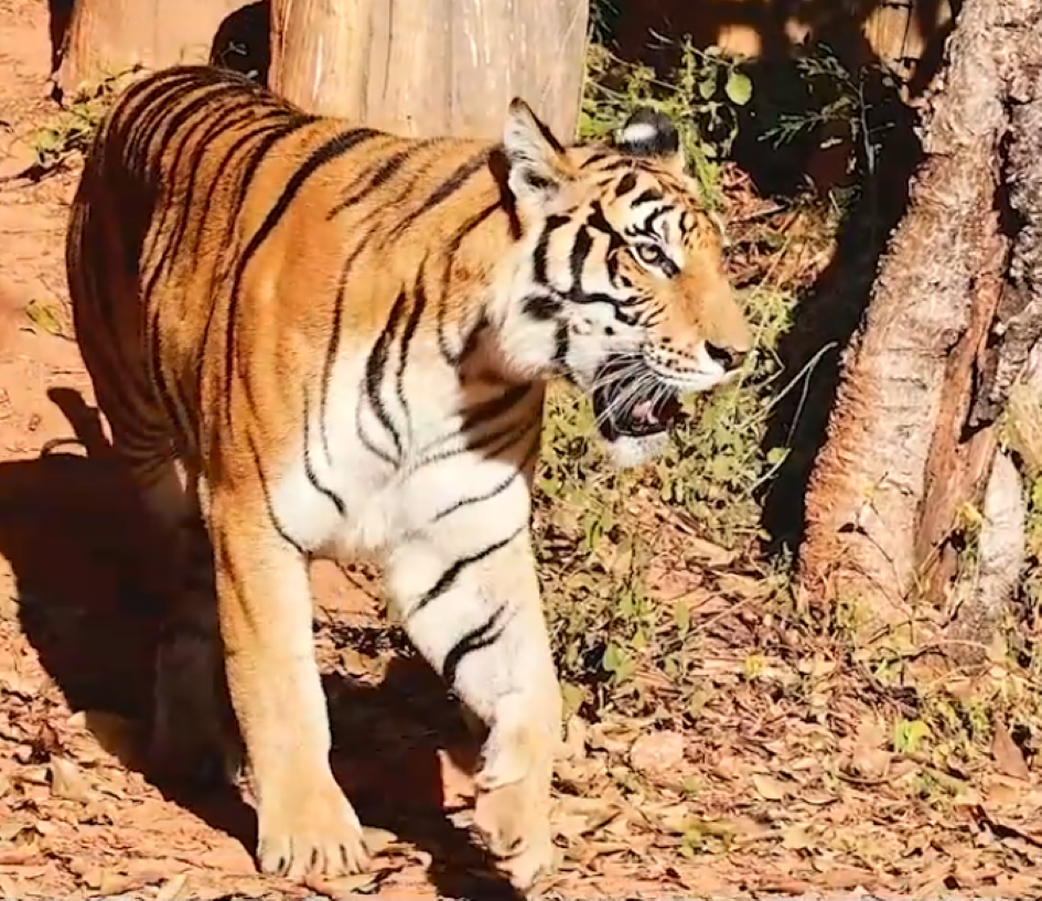 KELAPARAN: Warga Denmark dihimbau untuk dapat mendonasikan Hewan Peliharaan untuk di Santap Hewan Buas di Aalborg Zoo Denmark