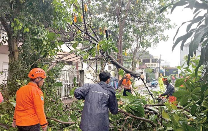 IMBAS CUACA EKSTREM: Petugas BPBD mengevakuasi pohon tumbang di Jalan Kauman Dalam pada 12 Agustus lalu.