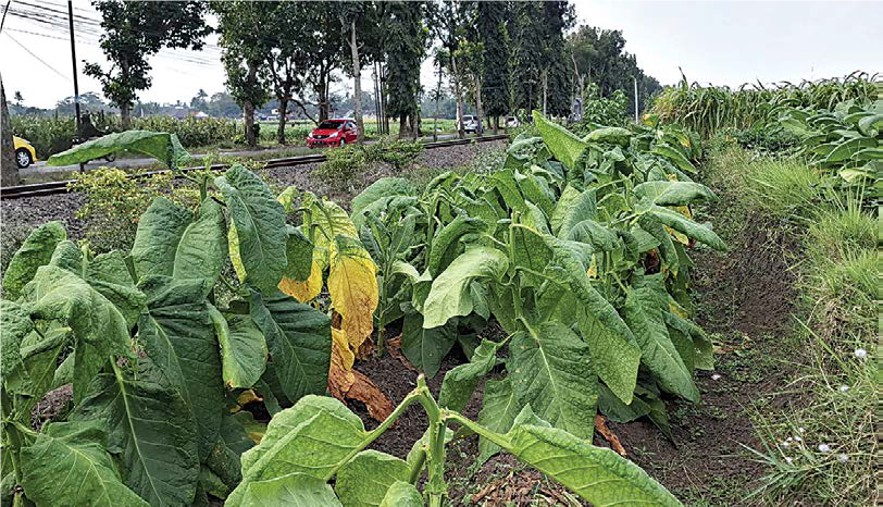 JAGA KUALITAS: Tanaman tembakau menghampar di persawahan Desa Ngebruk, Kecamatan Sumberpucung kemarin. September depan diperkirakan sudah siap panen.