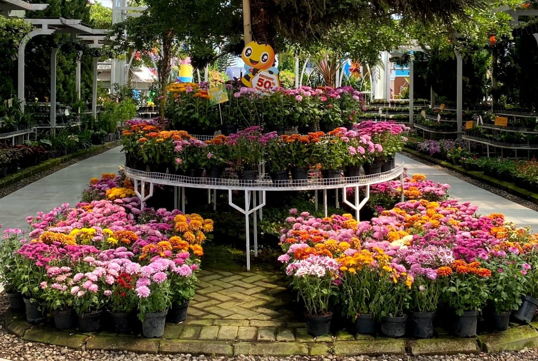 CANTIK: Bunga warna-warni yang bsia diadjikan oleh-oleh di Santerra de Laponte.