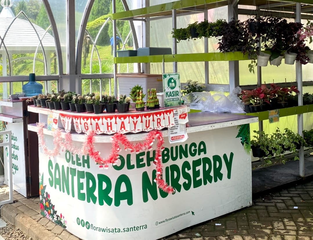 OLEH_OLEH BUNGA: Ada harga diskon hingga 50 persen bagi pengunjung  yang membeli oleh-0leh bunga  di Santerra Nurserry.