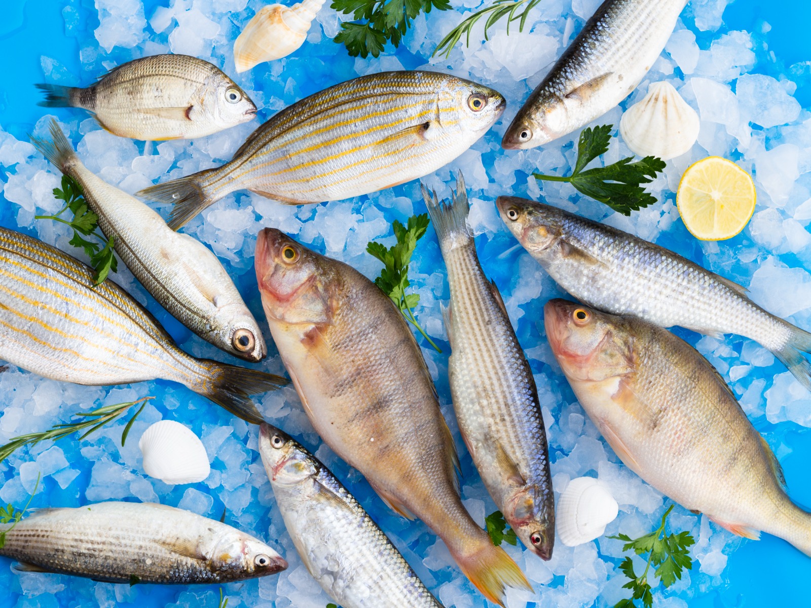 SEGAR: Masak seafood atau olahan ikan lebih enak jika ikannya segar.