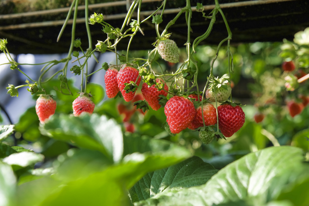 Panen buah tanpa berkebun, ide wisata yang nyaman dan seru.