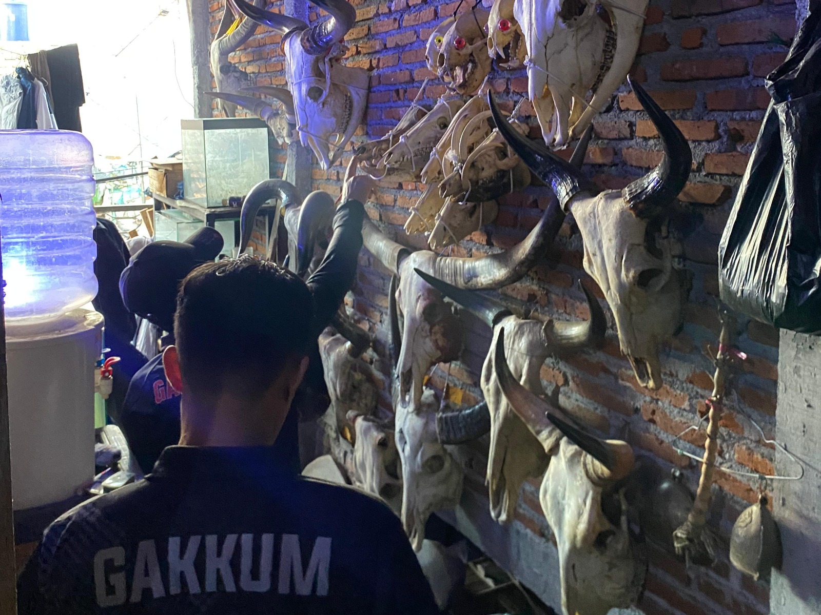 ILEGAL: Sejumlah barang bukti kejahatan perdagangan satwa liar dilindungi yang diungkap di Kota Malang, Jawa Timur. (Humas Kemenhut)