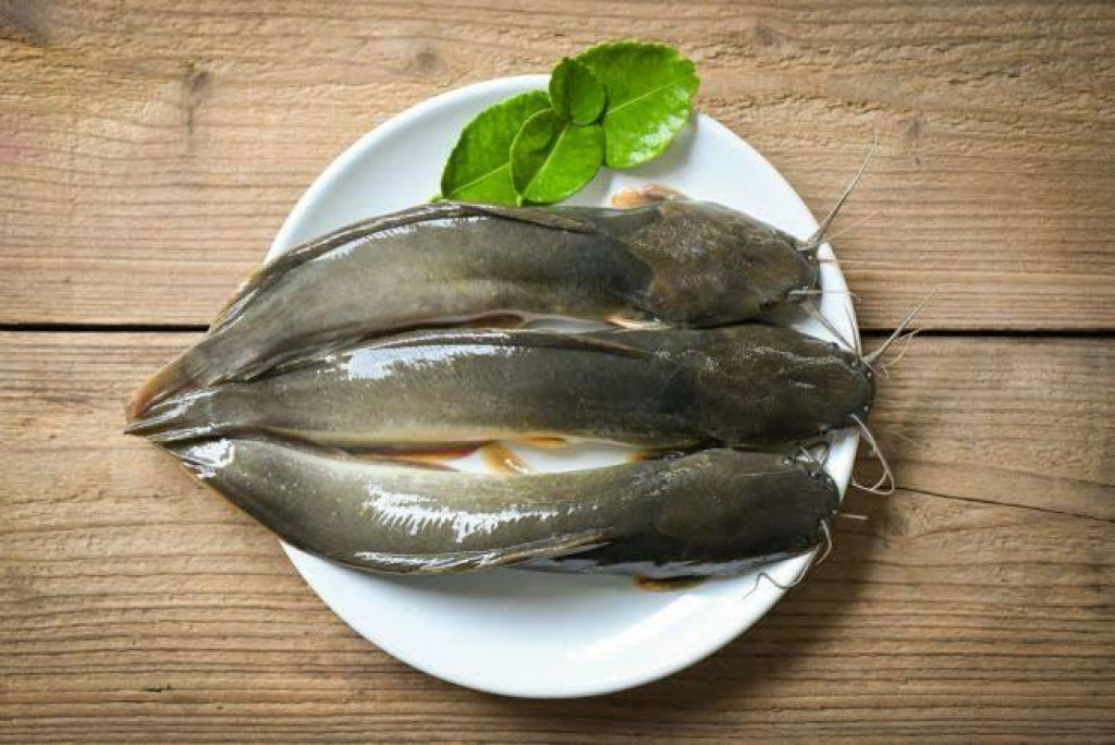 OLAHAN: Ikan Lele, salah satu Ikan yang mudah untuk diolah