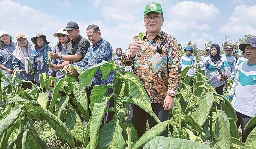 CEK LANGSUNG: Kepala DTPHP Kabupaten Malang Avicenna Medisica Sani Putera (kanan) mengajak peserta sekolah lapang meninjau tembakau di Desa Sukorejo, Kecamatan Gondanglegi, kemarin (3/9)
