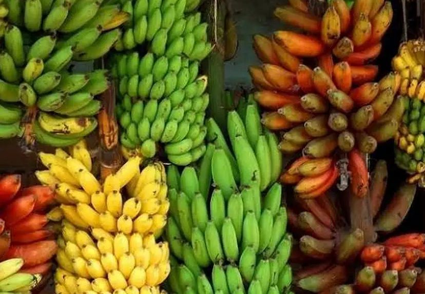 Beberapa jenis pohon pisang diyakini berhubungan dengan mitos pocong, sehingga tak disarankan ditanam dekat rumah.