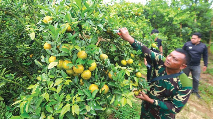 SIAP PANEN: Jeruk di kebun Pangkalan Udara Lanud Abdulrachman Saleh berbuah lebat. Satu pohon bisa menghasilkan 70 kilogram jeruk.
