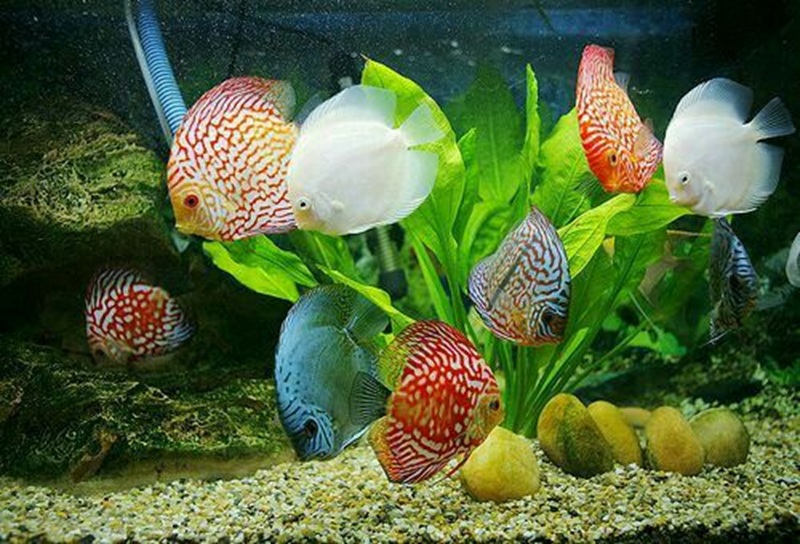 Ikan Hias di Akuarium