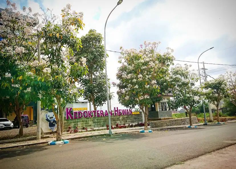 Tabebuya yang bermekaran di Malang Raya hiasi jalan hingga area kampus.