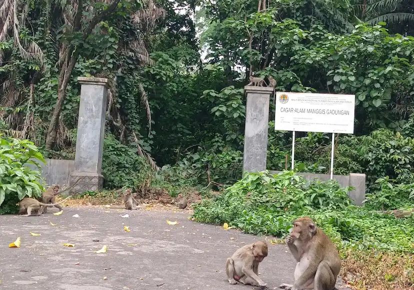 Alas Simpenan Kediri tawarkan wisata hutan asri dan rumah ribuan monyet, destinasi liburan alam dekat Malang.