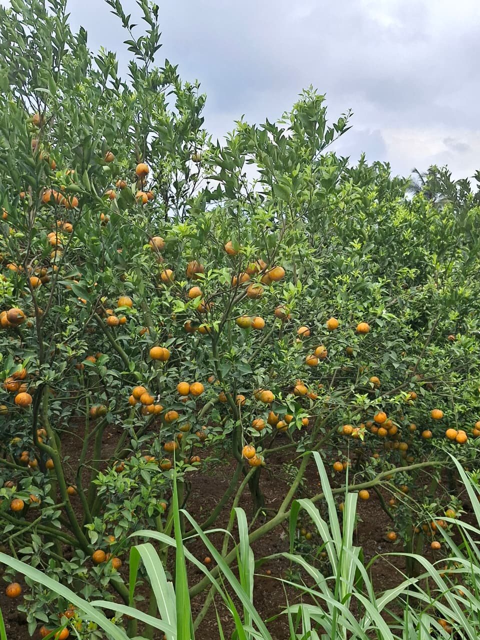 Kebun Jeruk di Kecamatan Dau, Malang
