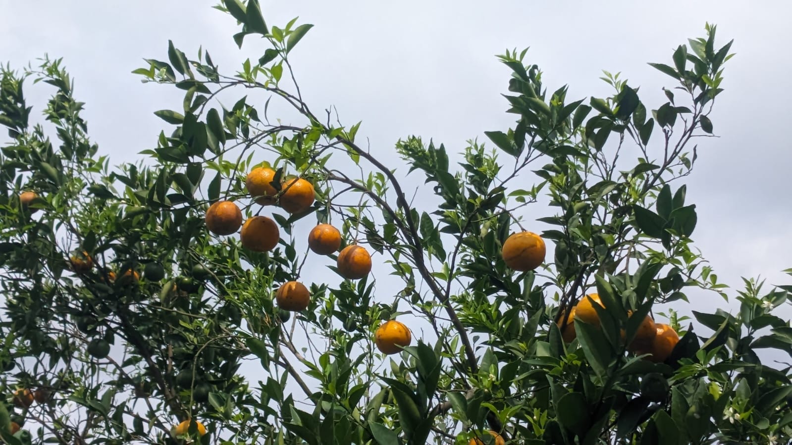 PANEN: Petani di Dau tetap setia merawat kebun jeruk meski harga jual kerap tak menentu.