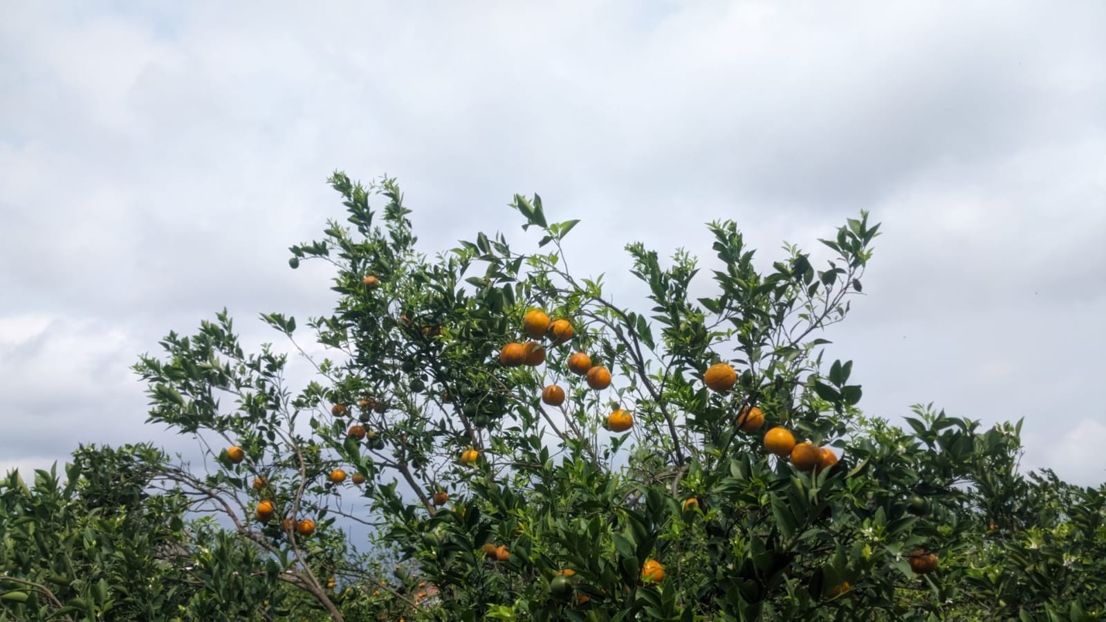 JERUK DAU: Sebuah Kisah Para Petani Jeruk Dau Malang