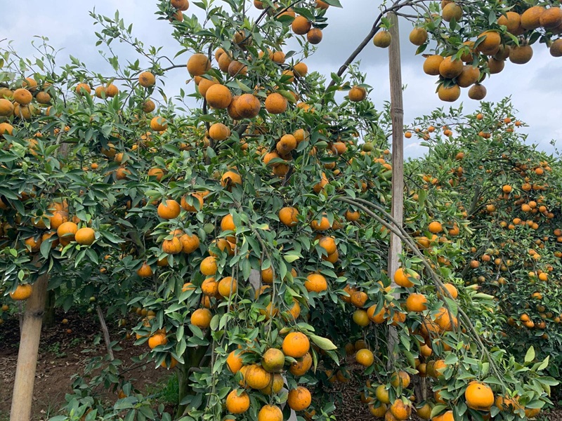 Petani Jeruk di Kecamatan Dau Malang memilih menjual mentah tanpa mengolah!