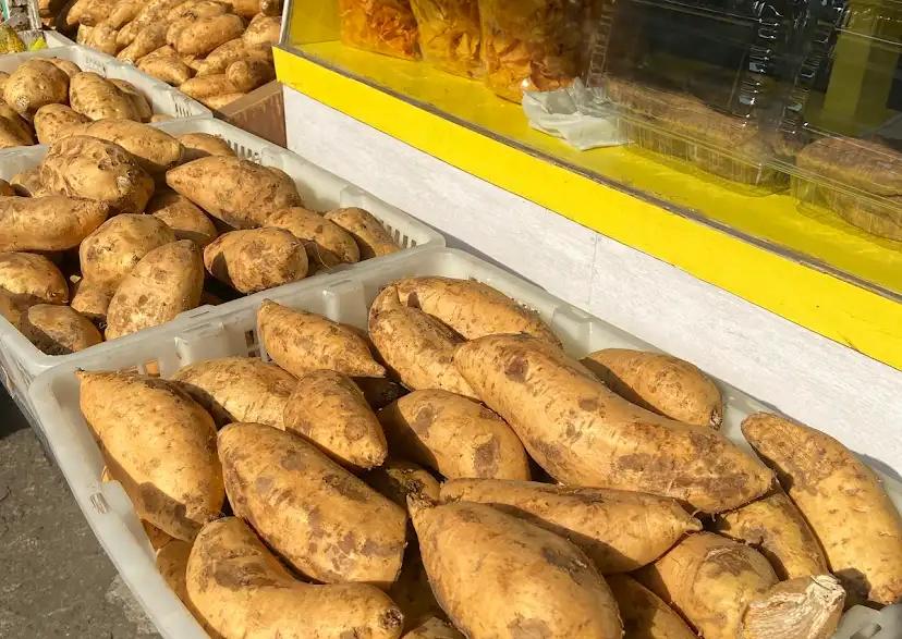 Ubi jalar bisa ditanam dengan mudah di rumah. Panduan lengkap ini cocok untuk pemula yang ingin memanfaatkan lahan kecil jadi produktif.
