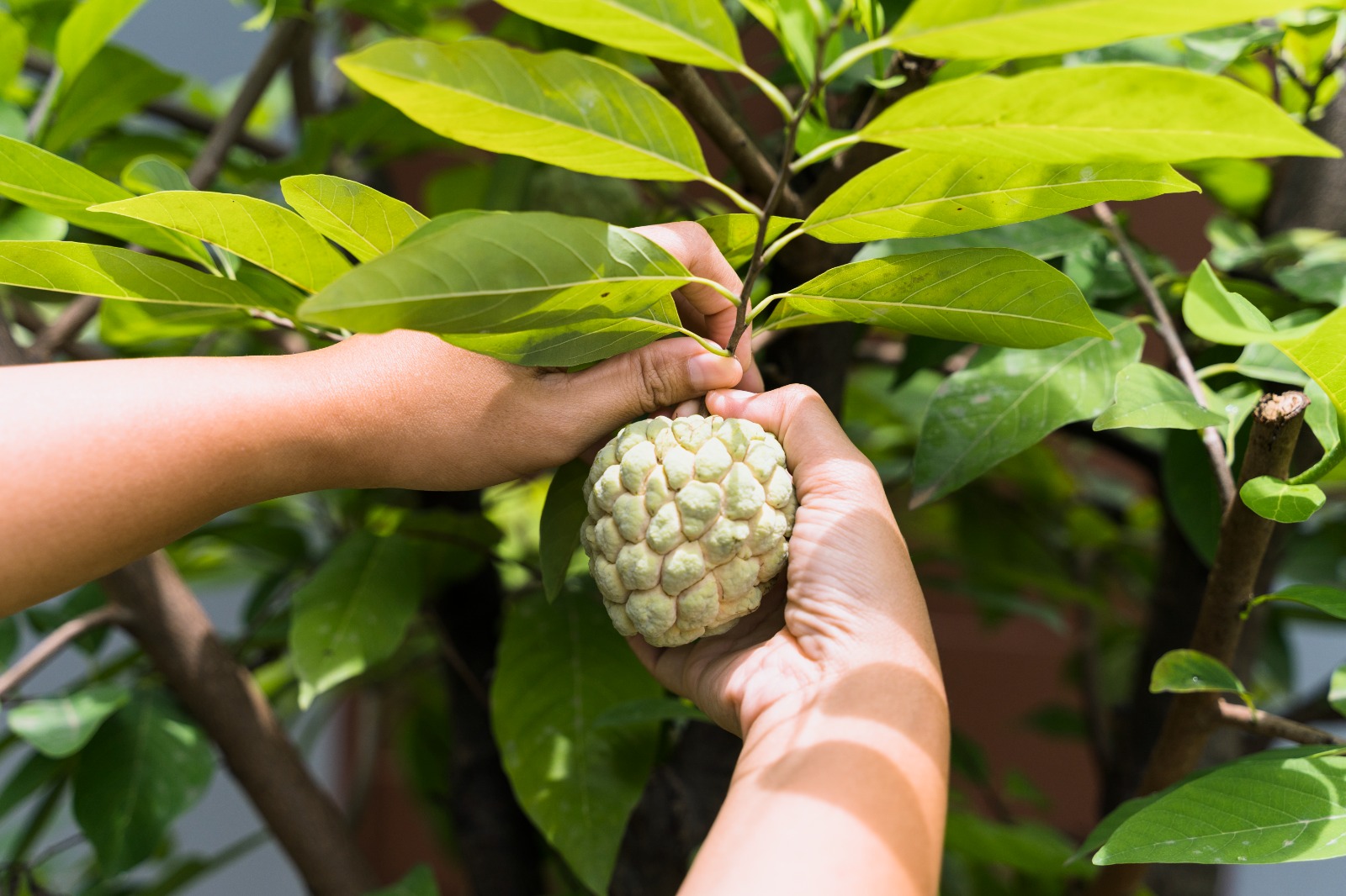 ENAK: Manis legit srikaya, buah tropis yang lembut dagingnya dan kaya manfaat untuk kesehatan.