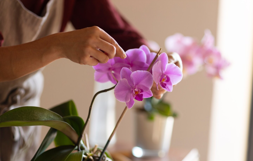 MUDAH DAN CANTIK: Katanya Susah, Padahal Mudah Banget! Coba Tips Merawat Anggrek di Rumah yang Pastinya Anti Ribet