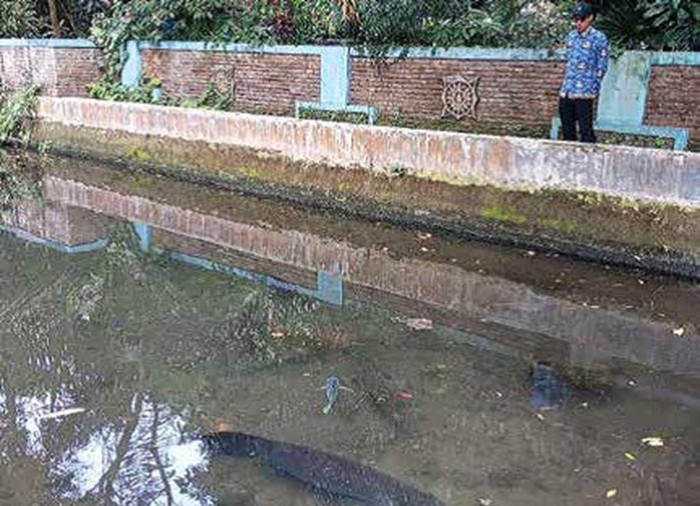 JA GA LINGKUNGAN: Seorang petugas dari Dinas Perikanan Kabupaten Malang memperhatikan ikan predator di Dusun Polaman, Kelurahan Kalirejo, Kecamatan Lawang kemarin.