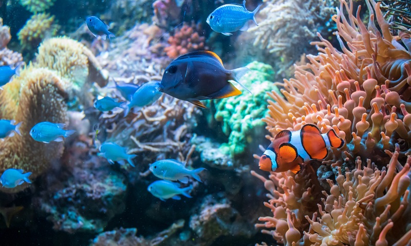 DUNIA AIR: Inilah Toko Ikan Bagi Para Pecinta Ikan yang Wajib Dikunjungi