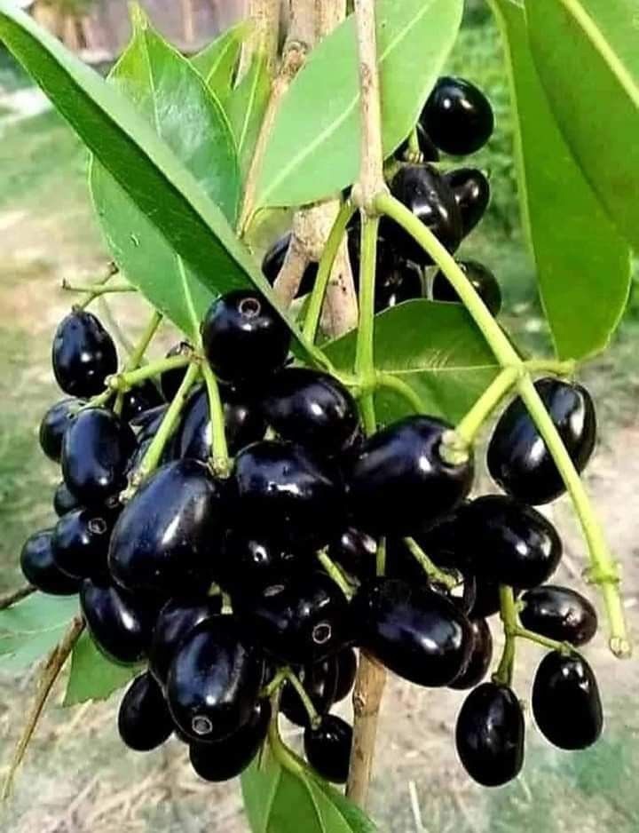 JARANG DITEMUKAN: Segar dan unik, buah jamblang dikenal dengan rasa asam manisnya serta khasiatnya yang melimpah.