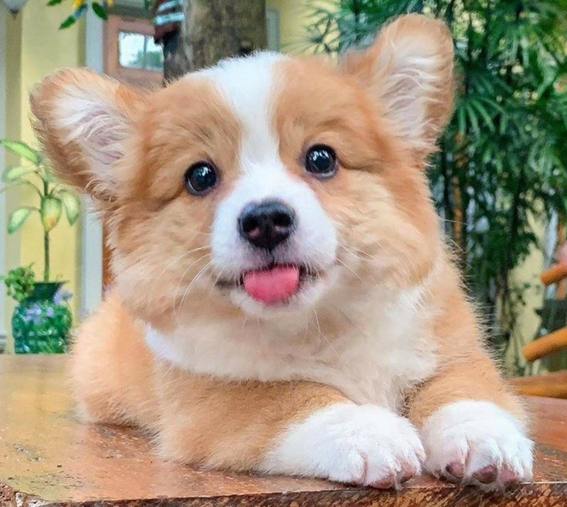 LUCU: Anak anjing nurut dan terawat