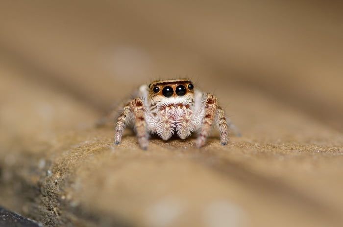 CERDAS DAN GESIT: Yuk kenalan dengan jumping spider, laba-laba kecil yang gesit dan&nbsp;menggemaskan