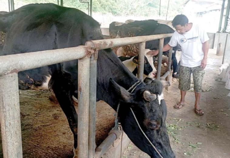 SEHAT: Salah seorang peternak di Dusun Brau, Desa Gunungsari, Kecamatan Bumiaji mengecek sapi peliharaannya di kandang beberapa hari lalu.