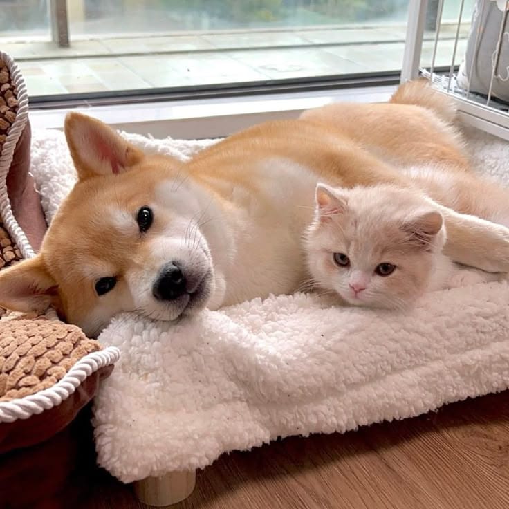 PELIHARAAN: Tim Kucing atau Tim Anjing? Ini Perbedaan Sifat Keduanya yang Wajib Pawrent Tahu!