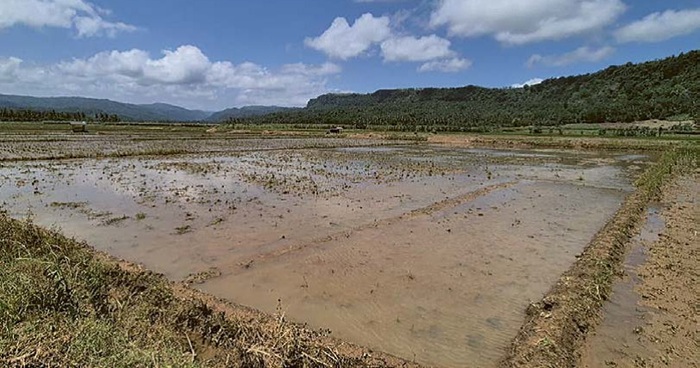 PERTANIAN TERDA MPAK: Hamparan sawah di Desa Sitiarjo, Kecamatan Sumbermanjing Wetan, Kabupaten Malang rusak karena banjir sehingga sebagian petani gagal panen.