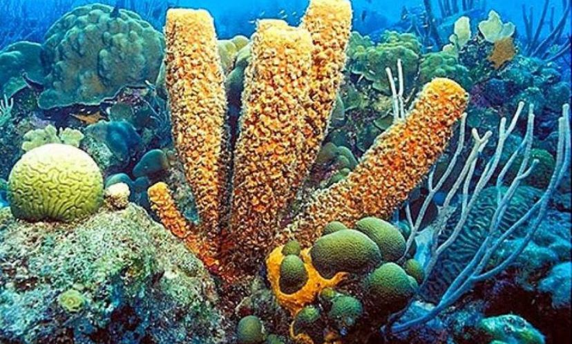 Tak hanya hiburan, SpongeBob juga punya fakta ilmiah menarik. Karakter ini terinspirasi spons laut, hewan berpori tanpa tulang belakang.