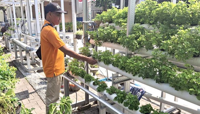 RUTIN SUPLAI KE TOKO: Konsep urban farming sudah dikembangkan warga RW 8, Kelurahan Lesanpuro, Kecamatan Kedungkandang sejak 2022 lalu.
