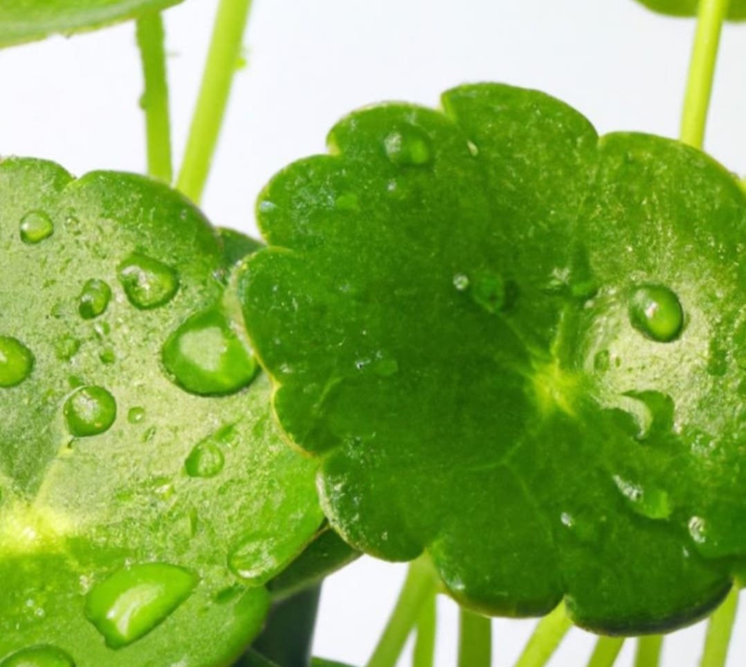 SKINCARE: Centella asiatica yang sudah dipercaya mampu menenangkan dan menjaga hidrasi kulit, sering kali digunakan&nbsp;dalam&nbsp;skincare