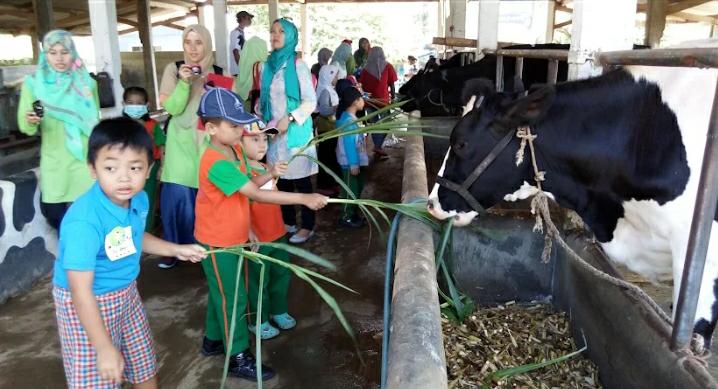 EDUKATIF: Farm Garden Kampung Sapi Adventure, salah satu rekomendasi kebun binatang mini di Malang raya untuk ajak liburan akhir pekan si kecil