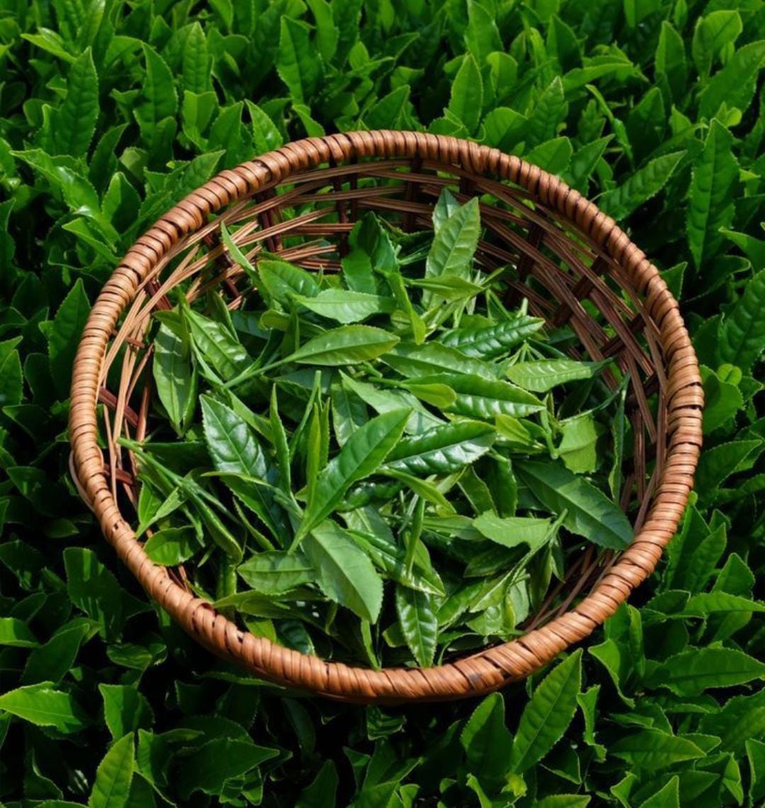 TEH&nbsp;HIJAU: Kenali lebih dalam mengenai teh hijau dan cari tau perbedaannya dengan matcha