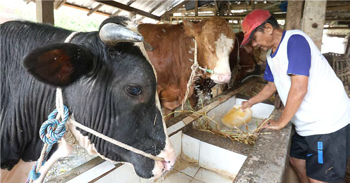 DAPAT JATAH VAKSIN: Salah satu petani di Kampung Sanan, Kecamatan Blimbing memberi pakan sapi-sapinya, kemarin.