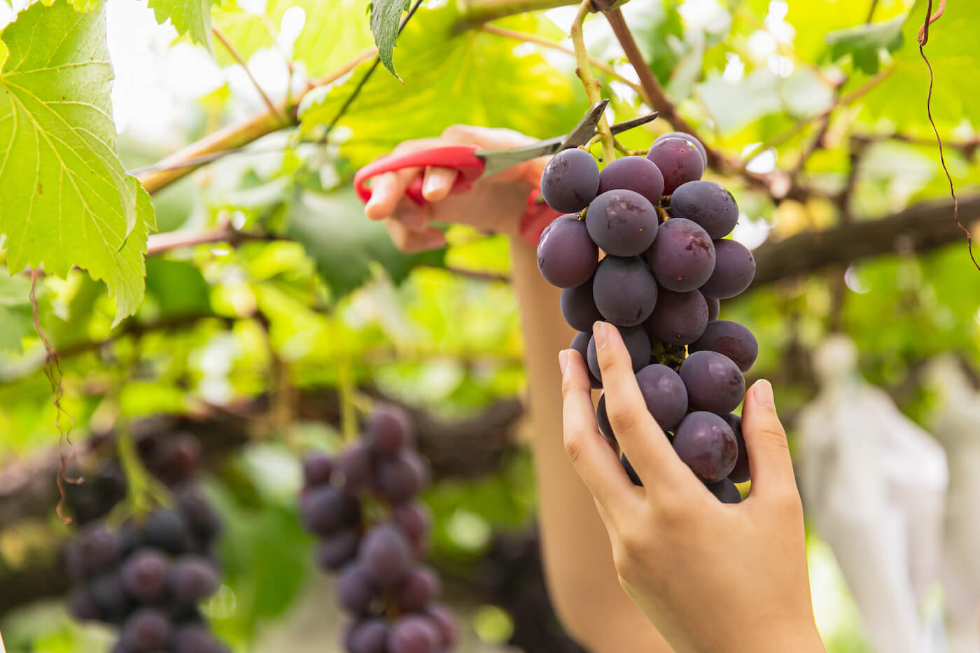 BATU: Salah satu aktivitas yang banyak dicari adalah wisata petik buah, pengalaman menyenangkan dimana kamu bisa langsung memetik dan mencicip buah segar dari pohonnya.