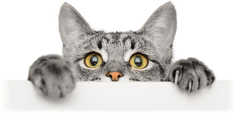 Kucing Memiliki Banyak Keunikan