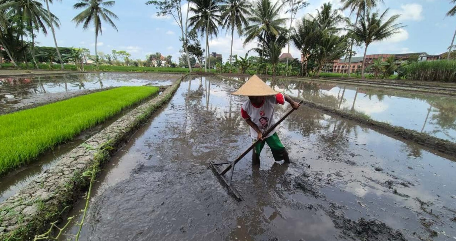 BERTANI: Seorang petani mengolah lahan pertanian di kawasan Jalur Lingkar Barat (Jalibar) sebelum proses penanaman.