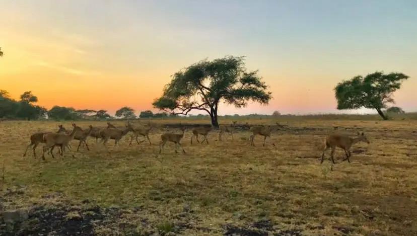 Banyuputih Situbondo menyajikan wisata alam lengkap. Dari savana luas Baluran hingga pantai eksotis, jadi destinasi favorit warga Malang.