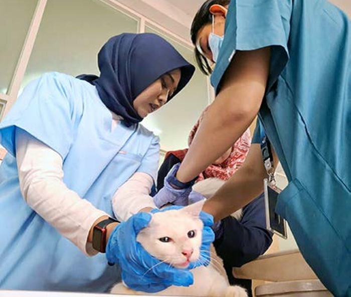 CEGAH PENYAKIT: Petugas memeriksa kucing sebelum disuntik vaksin rabies di Puskeswan Jalan Sarangan kemarin (28/9).