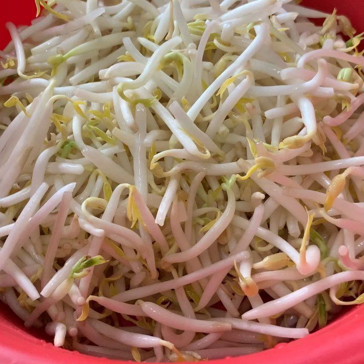 SEGAR: Lima ide masakan tauge ini siap bikin meja makan jadi lebih bervariasi meski dengan bahan sederhana.