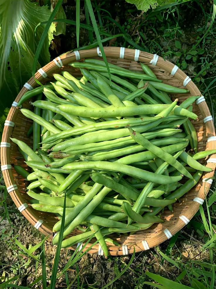 LEZAT: Variasi masakan buncis ini gampang dibuat di rumah dan bisa jadi lauk andalan sehari-hari.
